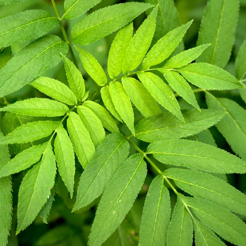 Graines de Frêne - Fraxinus excelsior (Follaje)