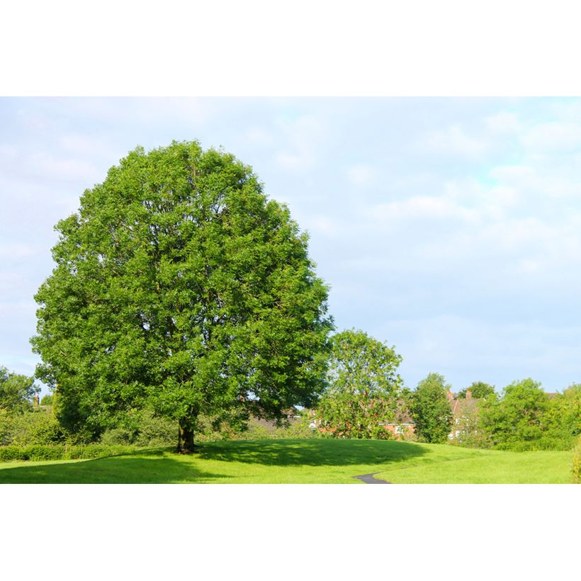 Graines de Frêne - Fraxinus excelsior (Porte)