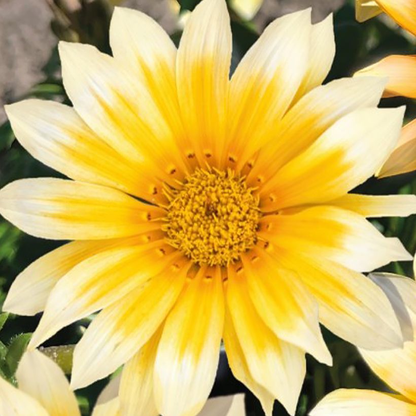 Gazania rigens Zany F1 Sunny Side Up (Floración)