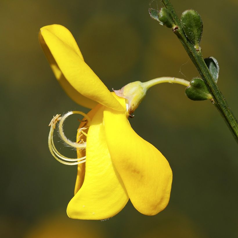 Graines de Genêt à balais - Cytisus scoparius (Floración)