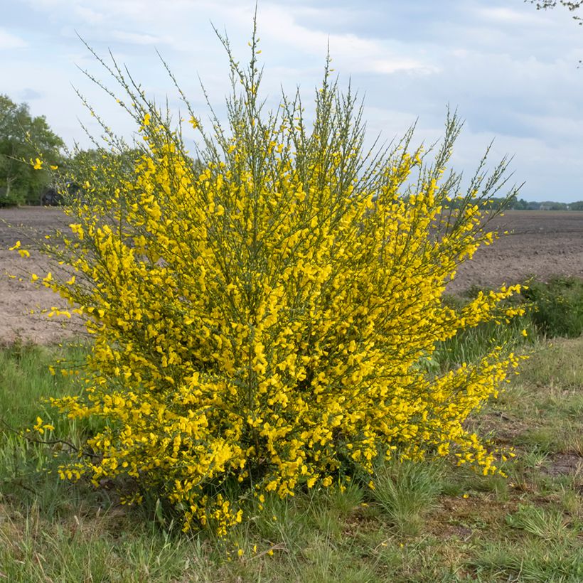 Graines de Genêt à balais - Cytisus scoparius (Porte)