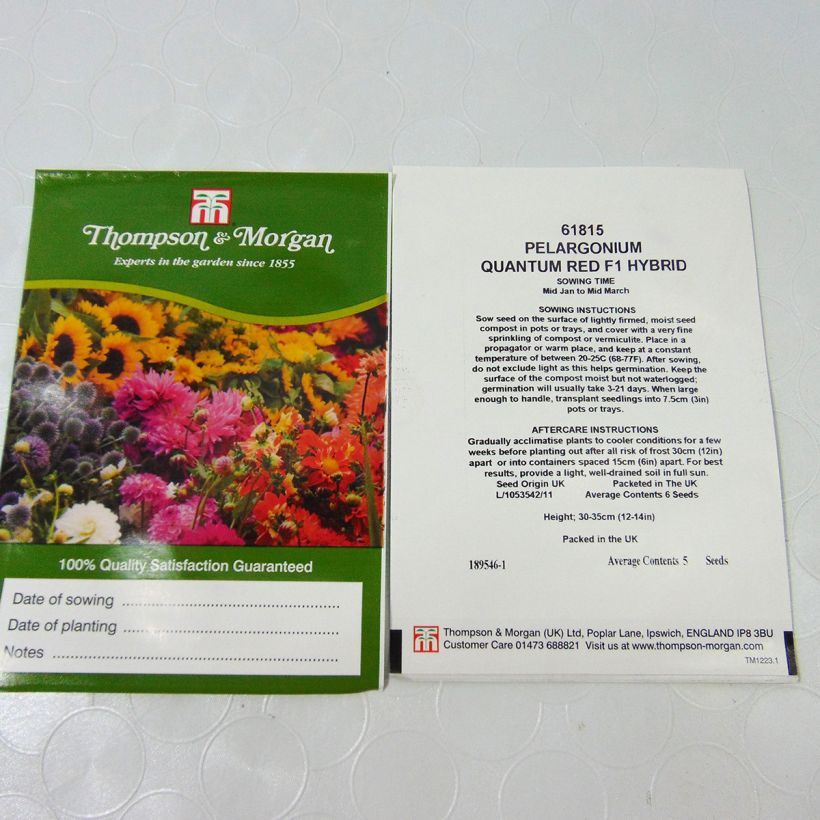 Ejemplo de ejemplar de Geranio Quantum Red F1- Pelargonium saco de 5 semillas tal y como se entrega