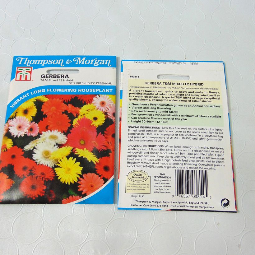 Ejemplo de ejemplar de Gerbera T&M Mixed Hybride F2 saco de 50 semillas (0,1g) tal y como se entrega