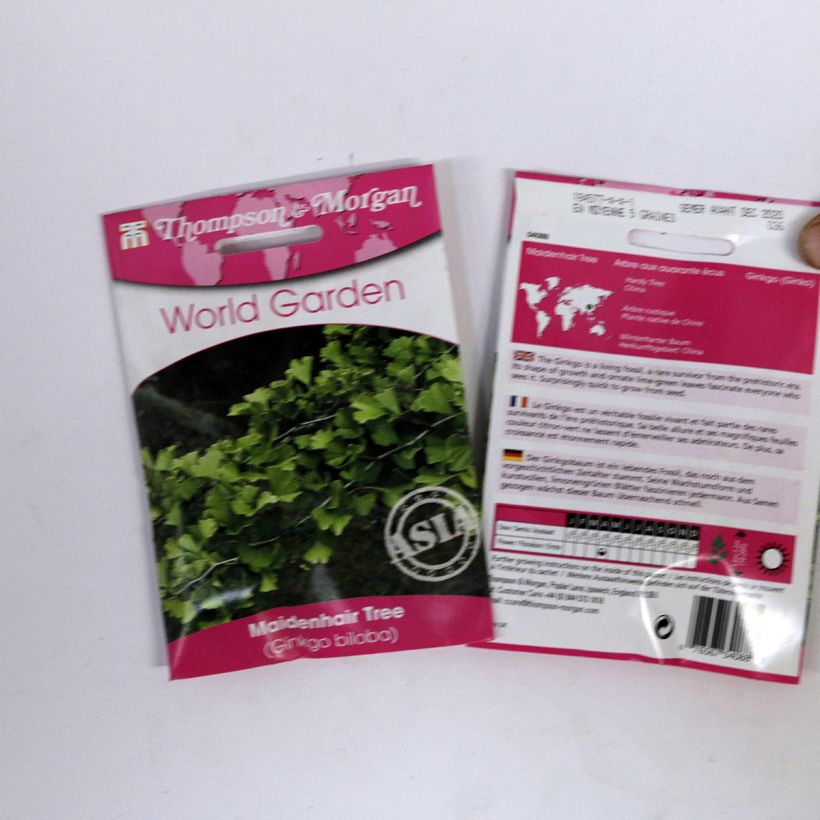 Ejemplo de ejemplar de Gingo biloba (semillas) - Árbol sagrado saco de 5 semillas (6g) tal y como se entrega