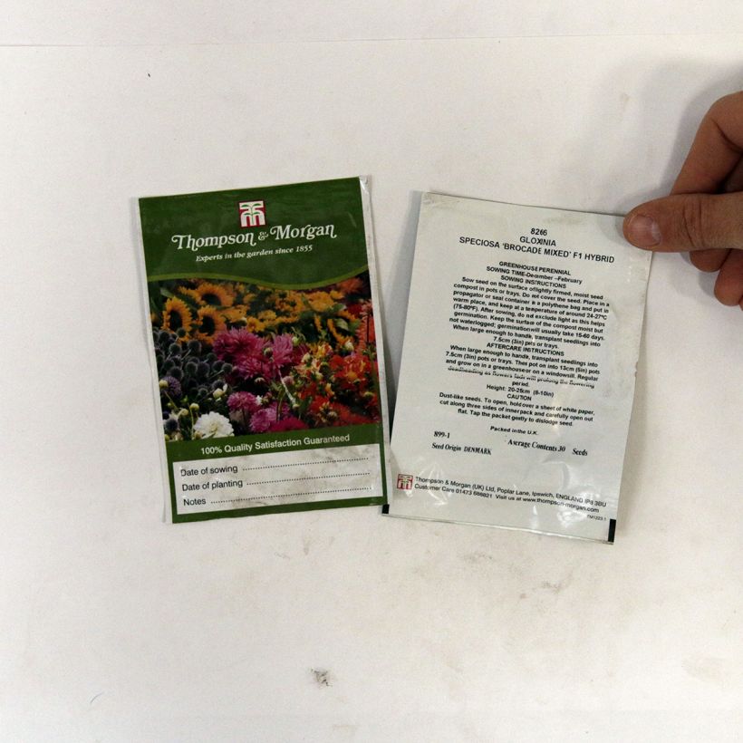 Ejemplo de ejemplar de Gloxinia speciosa Brocade Double Mixed F1 Hybrid saco de 30 semillas tal y como se entrega