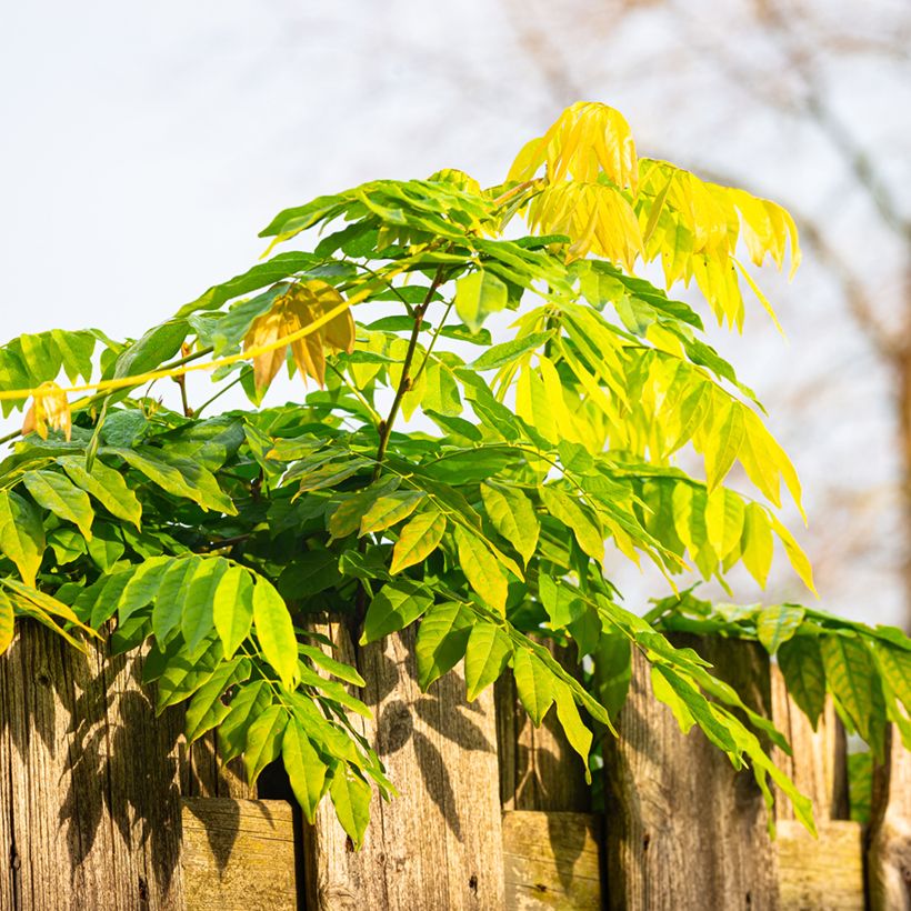 Semillas de Wisteria sinensis - Glicinia (Follaje)