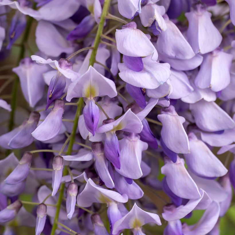Semillas de Wisteria sinensis - Glicinia (Floración)