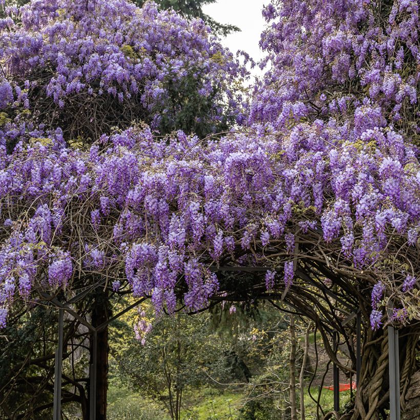 Semillas de Wisteria sinensis - Glicinia (Porte)