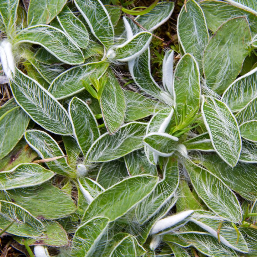 Pilosella officinarum (semillas) - Vellorita (Follaje)