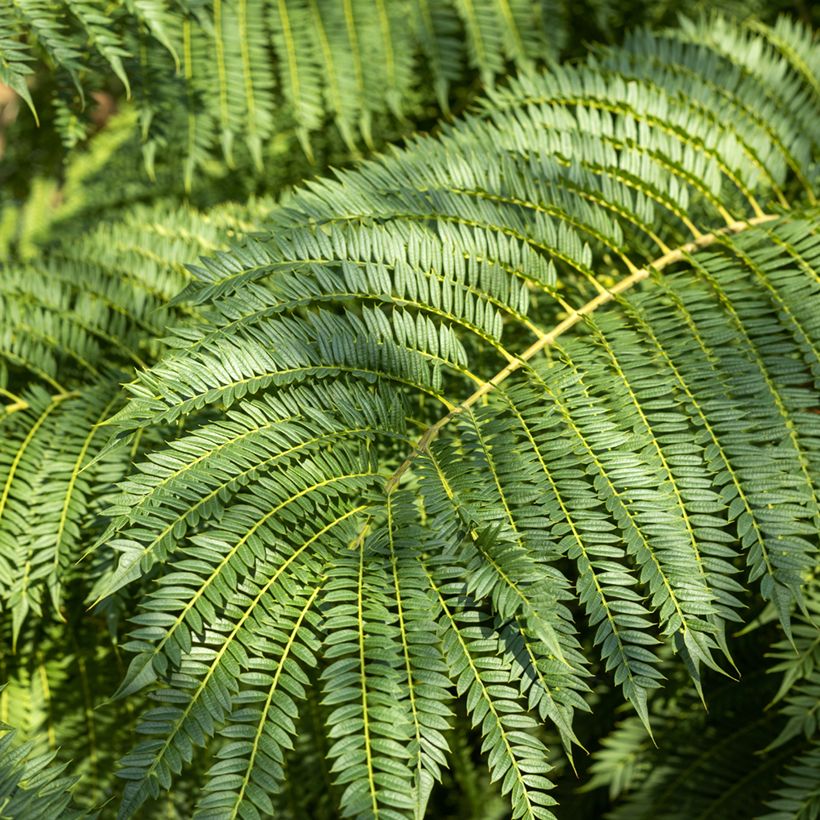 Graines de Jacaranda mimosifolia (Follaje)