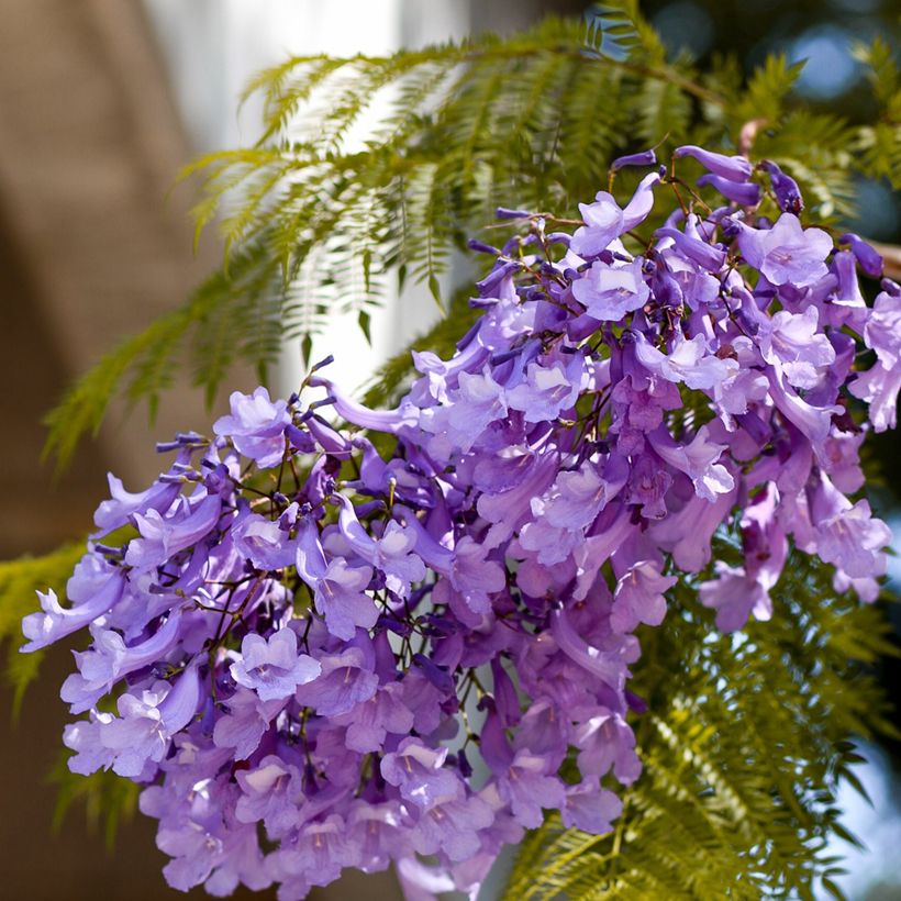 Graines de Jacaranda mimosifolia (Floración)