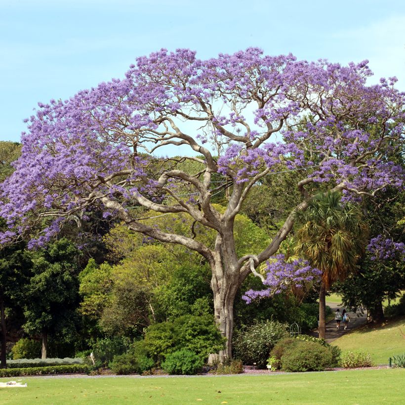 Graines de Jacaranda mimosifolia (Porte)