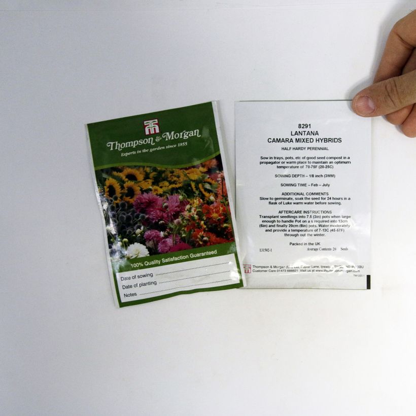 Ejemplo de ejemplar de Lantana camara Mixed Hybrids saco de 20 semillas tal y como se entrega