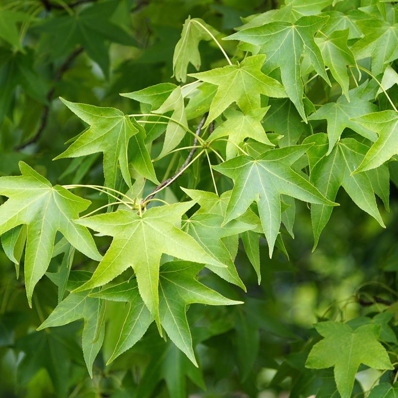 Graines de Copalme d'Amérique - Liquidambar styraciflua (Follaje)