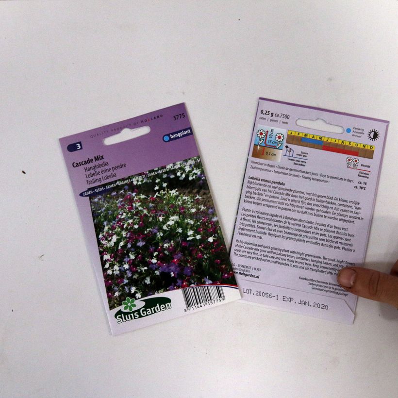 Ejemplo de ejemplar de Lobelia erinus Cascade saco de 5100 semillas (0,2g) tal y como se entrega