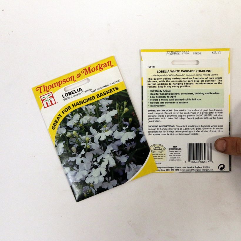 Ejemplo de ejemplar de Lobelia erinus White cascade saco de 1750 semillas tal y como se entrega