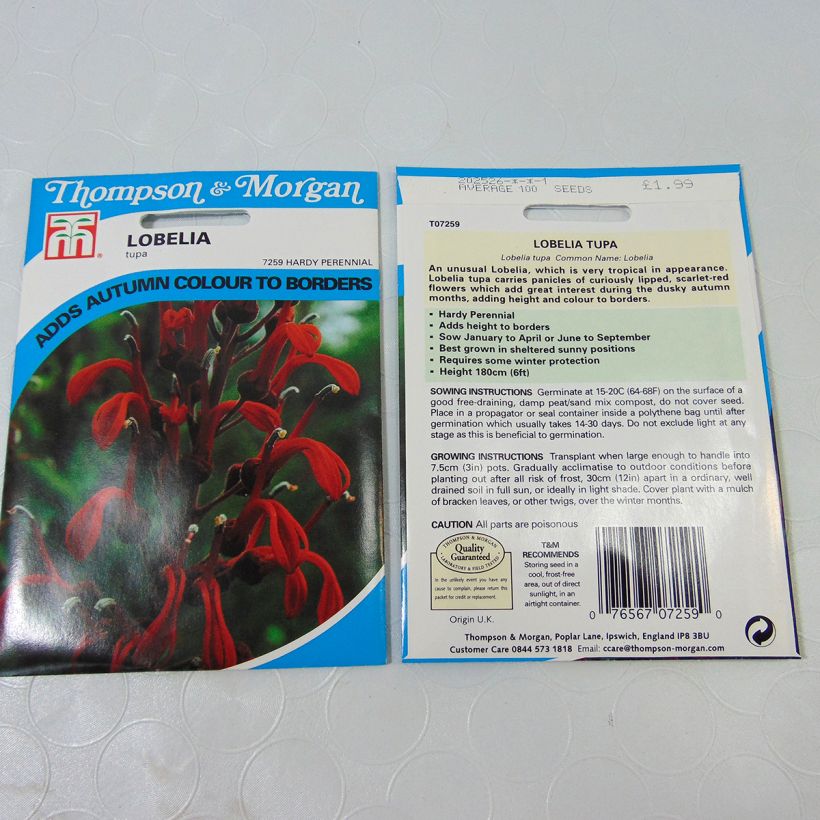Ejemplo de ejemplar de Lobelia tupa - Tabaco del diablo saco de 100 semillas tal y como se entrega