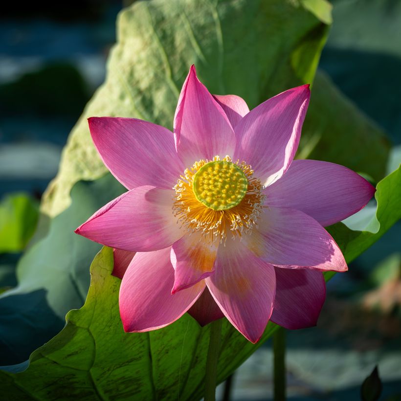 Graines de Lotus - Nelumbo nucifera (Floración)