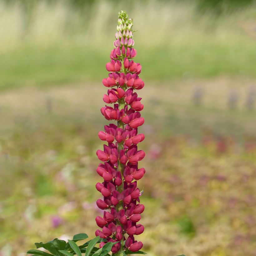 Altramuz Russell Hybrids Mon Château rouge (Floración)
