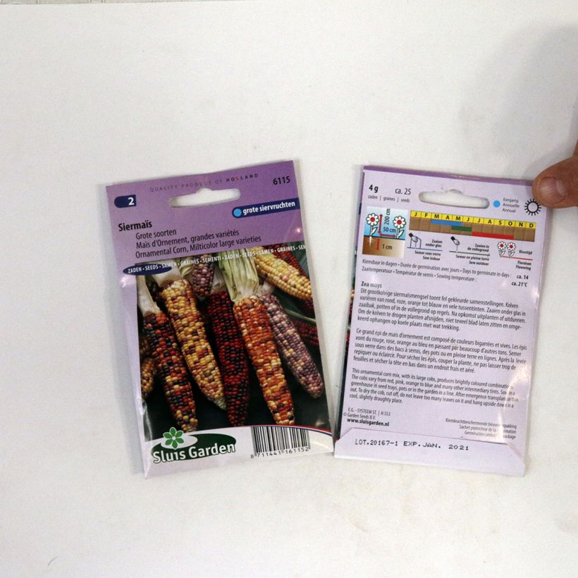 Ejemplo de ejemplar de Zea mays japonica Grandes variétés - Maíz saco de 25 semillas tal y como se entrega