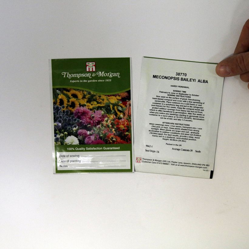 Ejemplo de ejemplar de Meconopsis baileyi Alba - Amapola del Himalaya saco de 30 semillas tal y como se entrega
