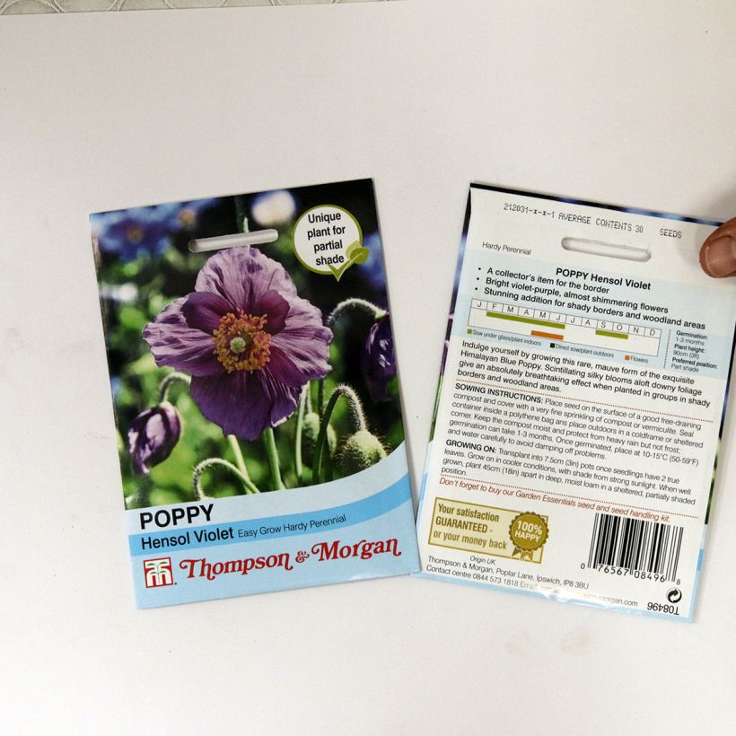 Ejemplo de ejemplar de Meconopsis baileyi Hensol Violet - Amapola azul del Himalaya saco de 40 semillas tal y como se entrega
