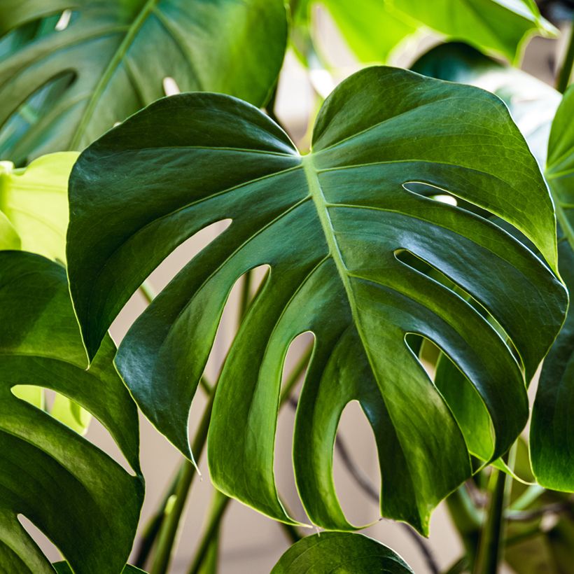Graines de Monstera deliciosa (Follaje)