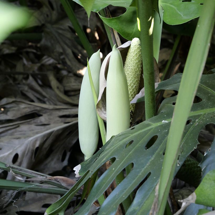 Graines de Monstera deliciosa (Floración)
