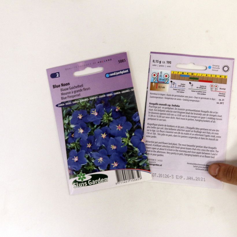 Ejemplo de ejemplar de Anagallis monelli subsp linifolia Blue Noon saco de 250 semillas (0,2g) tal y como se entrega