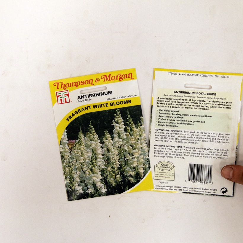 Ejemplo de ejemplar de Antirrhinum Royal Bride saco de 2550 semillas (0,4g) tal y como se entrega