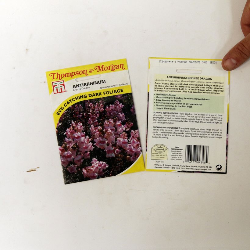 Ejemplo de ejemplar de Antirrhinum Nanum Bronze Dragon saco de 100 semillas tal y como se entrega