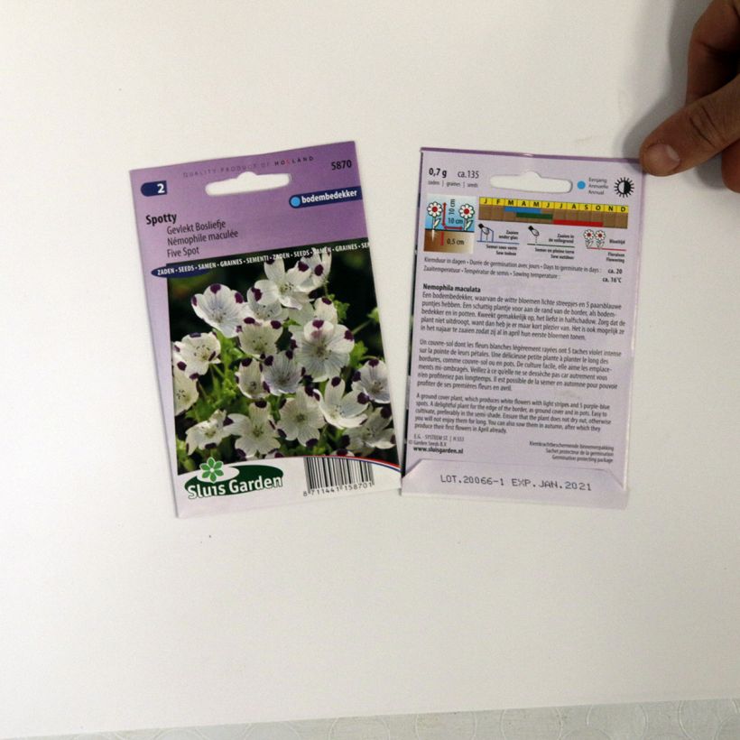 Ejemplo de ejemplar de Nemophila maculata Spotty saco de 100 semillas (0,7g) tal y como se entrega