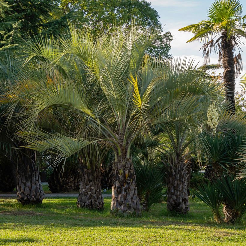 Semillas de Butia capitata - Palma de la jalea (Porte)