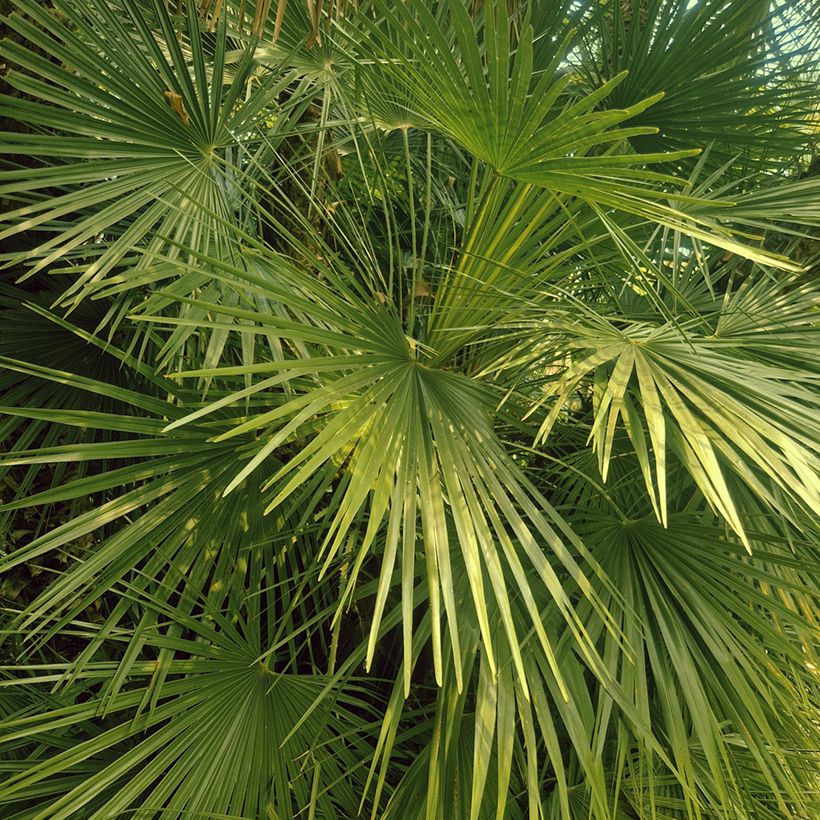 Graines de Palmier nain - Chamaerops humilis (Follaje)