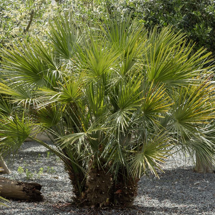 Graines de Palmier nain - Chamaerops humilis (Porte)