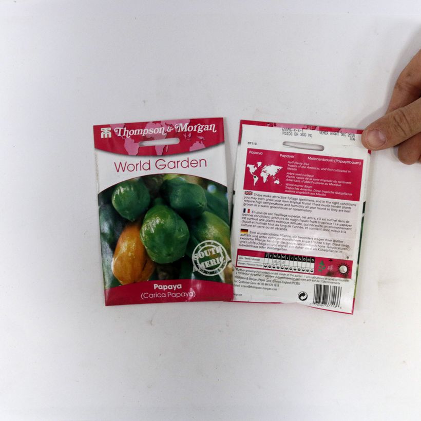 Ejemplo de ejemplar de Carica papaya - Papaya saco de 25 semillas tal y como se entrega