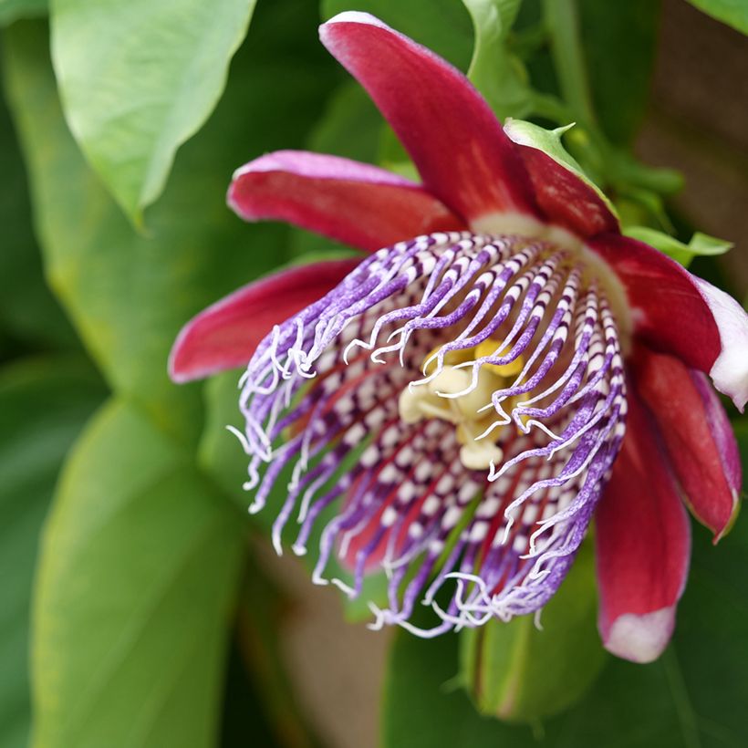 Semillas de Passiflora quadrangularis - Badea (Floración)