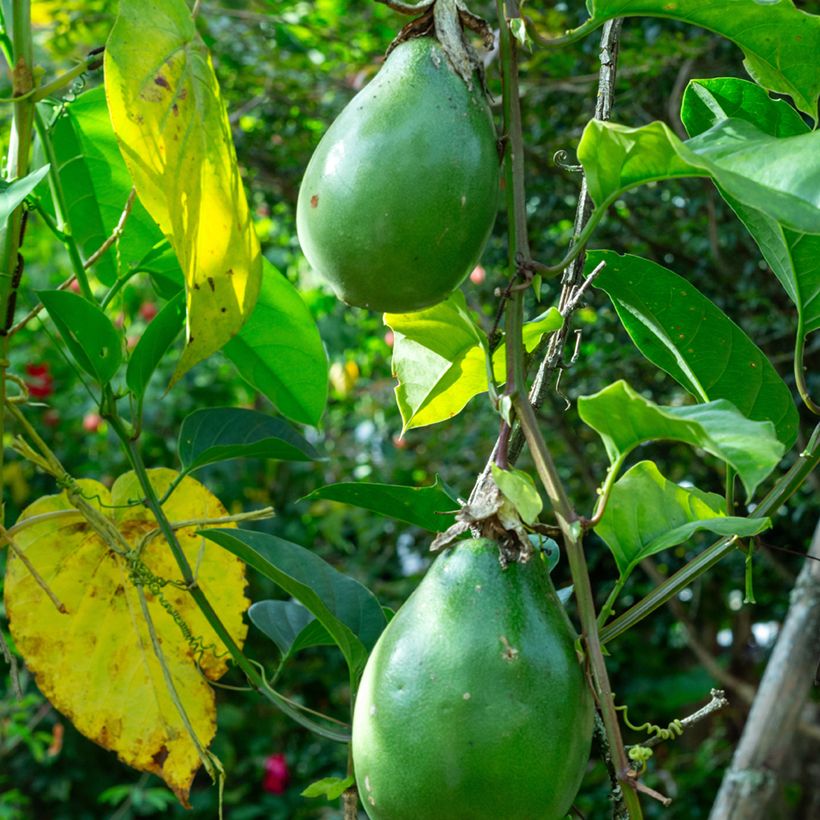 Semillas de Passiflora quadrangularis - Badea (Cosecha)