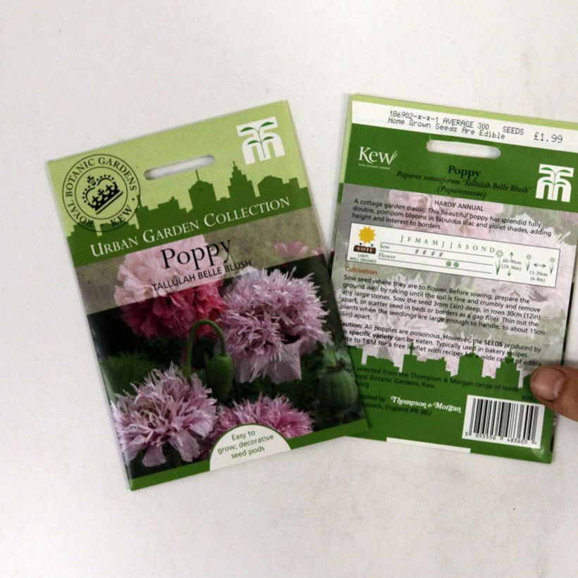 Ejemplo de ejemplar de Adormidera Tallulah Belle Blush - Papaver somniferum saco de 300 semillas tal y como se entrega