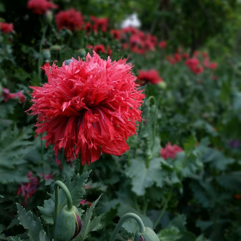 Adormidera Crimson Feathers - Papaver somniferum (Floración)