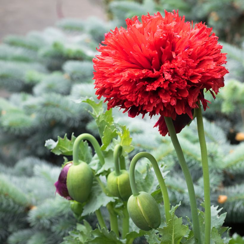 Adormidera Scarlet - Papaver somniferum (Floración)