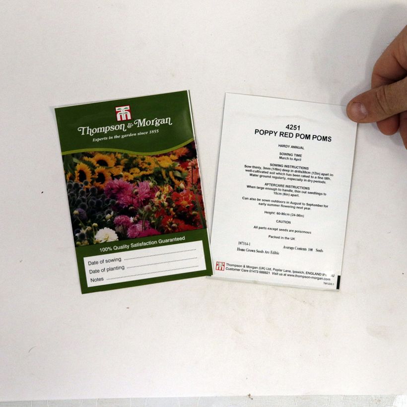 Ejemplo de ejemplar de Adormidera Red Pom Pom's - Papaver somniferum saco de livré en sachet de 1 gr semillas tal y como se entrega