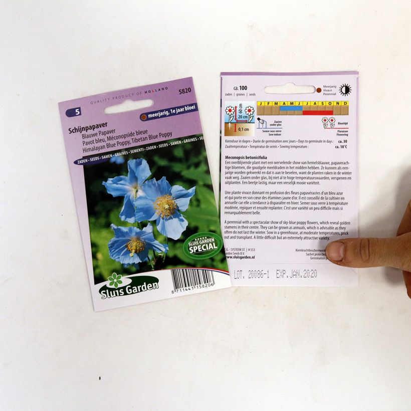 Ejemplo de ejemplar de Meconopsis betonicifolia (semillas) - Amapola azul del Himalaya saco de 100 semillas tal y como se entrega