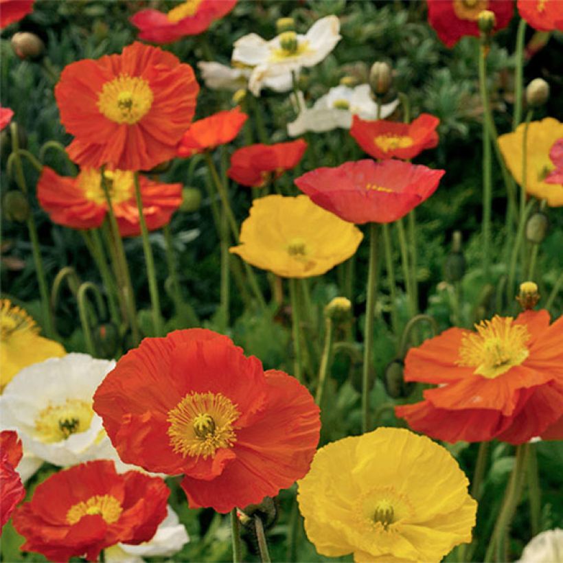 Amapola de Islandia Pulchinella Mixed - Papaver nudicaule (Floración)