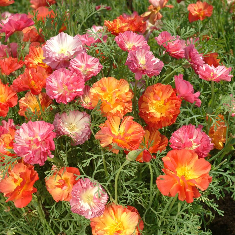 Eschscholzia californica Thai Silk Formula Mixture - Amapola de California (Floración)