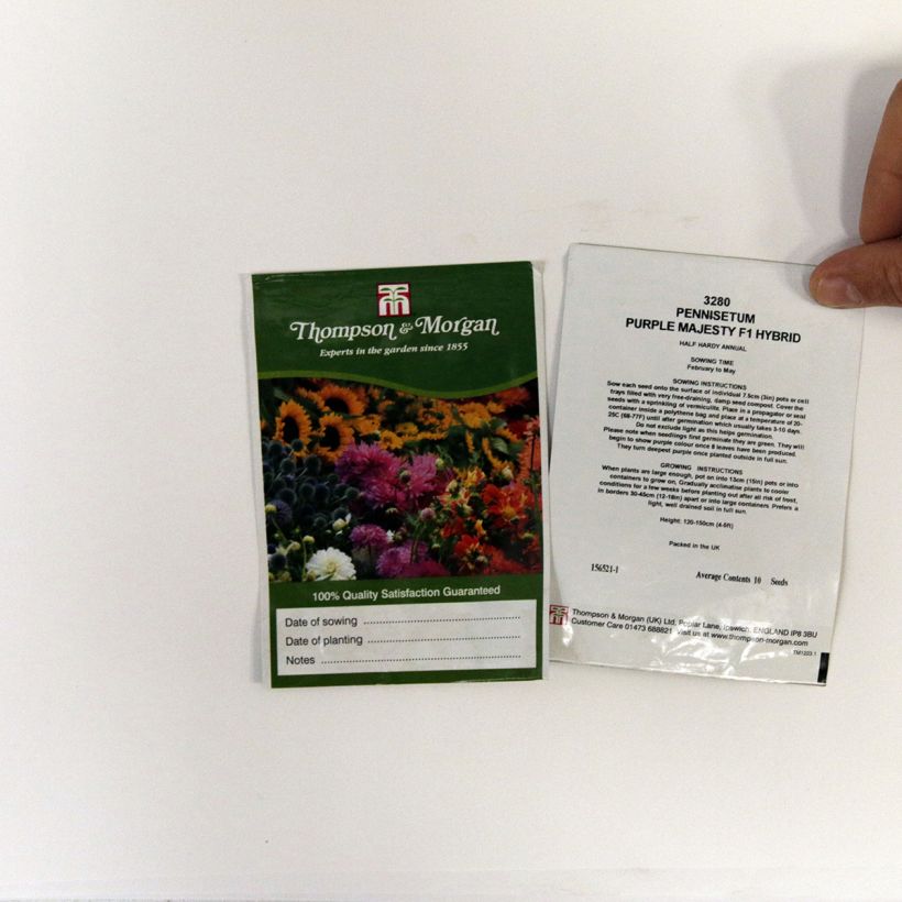 Ejemplo de ejemplar de Pennisetum glaucum Purple Majesty saco de 10 semillas tal y como se entrega