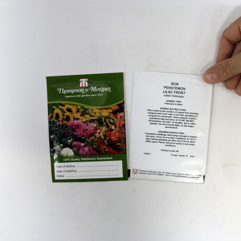 Ejemplo de ejemplar de Penstemon Lilac Frost saco de 50 semillas tal y como se entrega