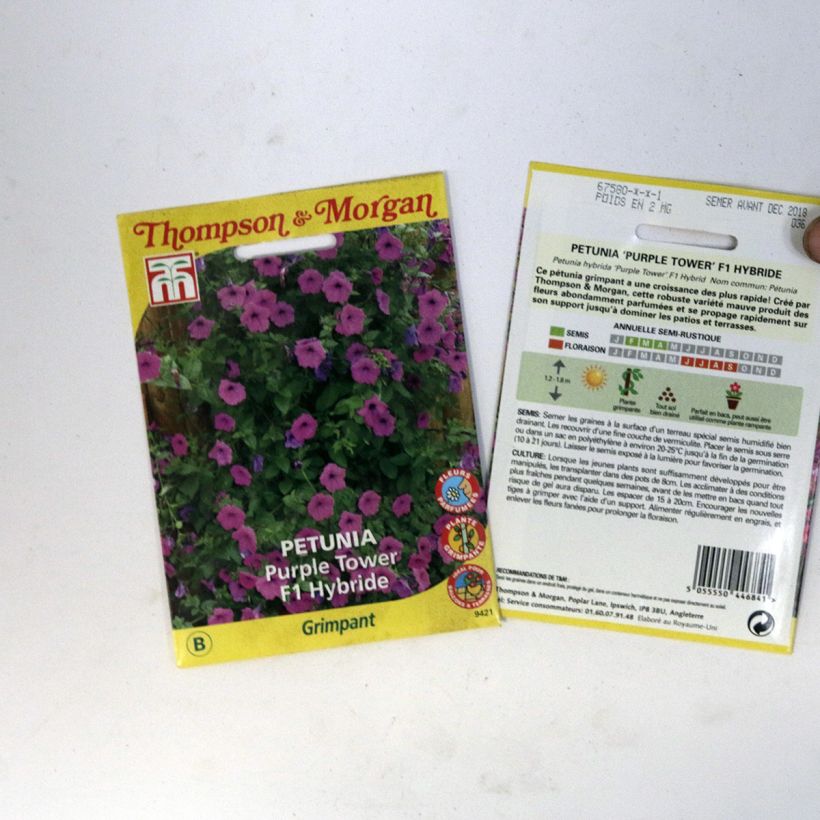 Ejemplo de ejemplar de Petunia Purple Tower saco de 30 semillas tal y como se entrega