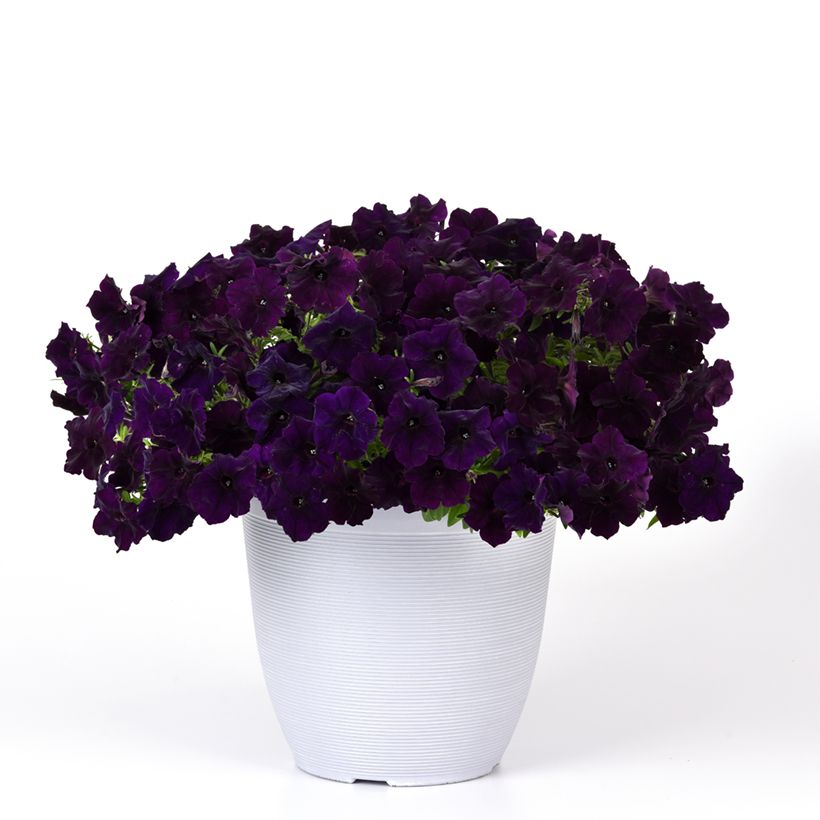 Petunia Easy Wave® (Porte)