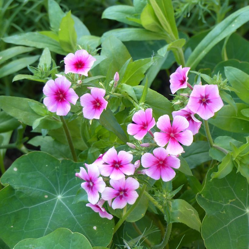 Phlox drummondii Brilliant (semillas) (Floración)